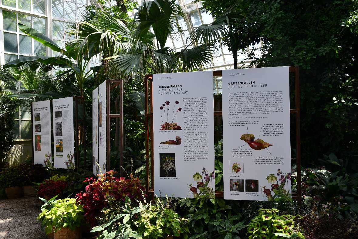 Das Große Palmenhaus mit mehreren großen Infotafeln der Ausstellung Mord im Glashaus.